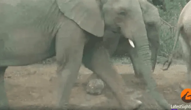 La tortuga más afortunada del mundo sobrevive a una estampida de elefantes [VIDEO] 