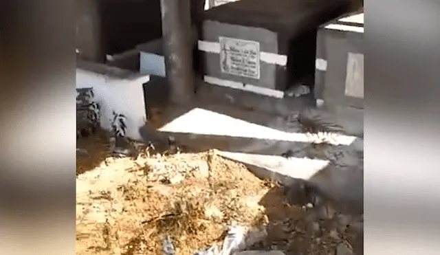 YouTube: fueron a cementerio y un desgarrador llanto en las tumbas los dejó fríos [VIDEO]