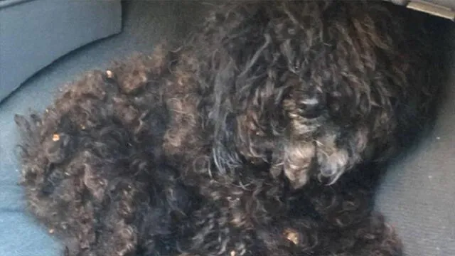 Mujer española botó a la basura a perro para vengarse de su ex pareja