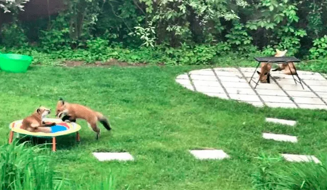 YouTube viral: familia descubre que traviesos zorros visitan su patio trasero durante su ausencia para jugar [VIDEO]