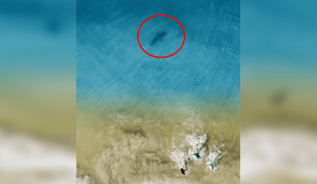 Imágenes desde un drone capta 'misteriosa criatura' nadando a lado de bañistas.