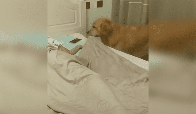 Un video viral muestra el tierno gesto que tuvo un perro al ver que su dueño se había quedado dormido.
