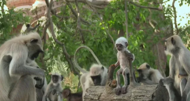 Desliza para enterarte qué sucede cuando ponen un mono robot en medio de un grupo de primates. Foto: Captura