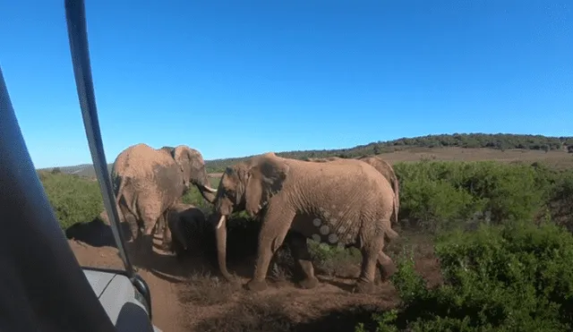 Desliza hacia la izquierda para ver las imágenes del safari que se volvió viral en YouTube.