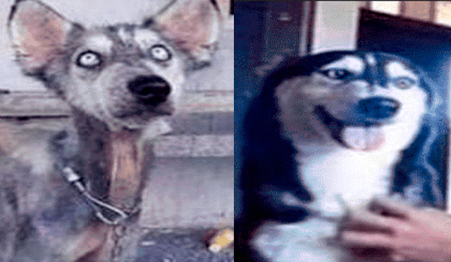 Facebook Viral: rescata a perro callejero enfermo y luego de cuidarlo descubre su gran secreto [FOTOS]