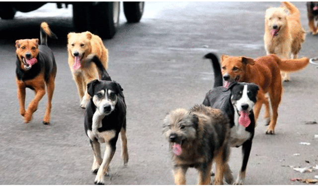 El proyecto de ley ofrece esta alternativa para los perros que sean recogidos de las calles. Foto: Difusión.