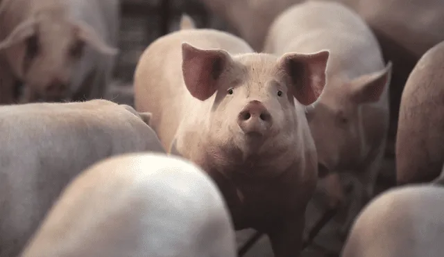 Una nueva cepa de influenza ha sido identificada en los cerdos y posee características para convertirse en un virus pandémico. | Foto: Scott Olson / AFP