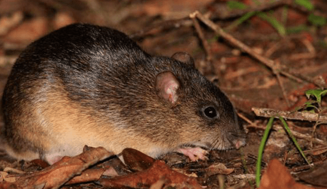 20 Animales en peligro de extinción y extintos en Perú 2019 [FOTOS]