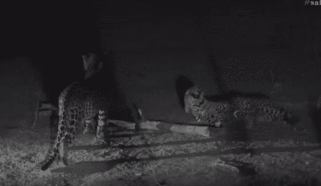 Desliza hacia la izquierda para ver el conmovedor reencuentro de leopardos que se hizo viral en YouTube.