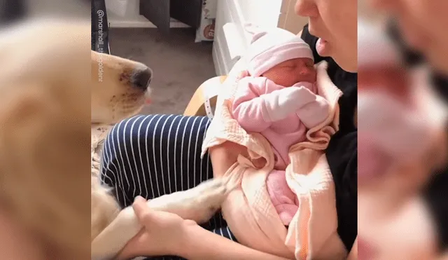Video es viral en Facebook. Dueños de Golden Retriever grabaron la curiosa conducta del can cuando vio por primera vez a la nueva integrante de la familia