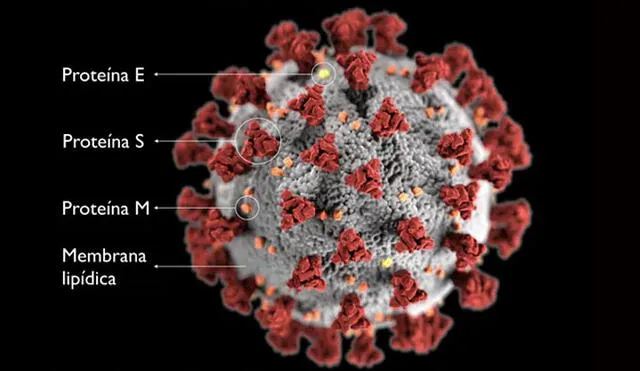 Proteínas en la superficie del SARS-CoV-2. Imagen: CDC/The Conversation.