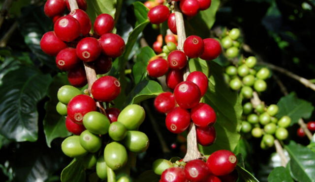 Productos orgánicos peruanos se expondrán en feria de Alemania