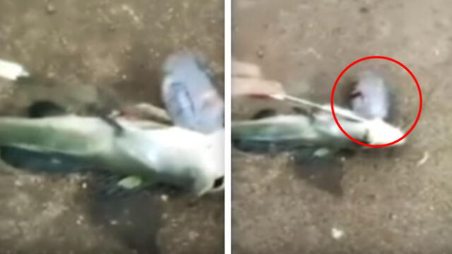 YouTube viral: atrapa extraño pez, lo abre y queda aterrado al ver lo que había dentro [VIDEO]