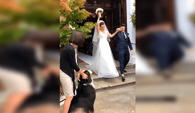 En YouTube, un perro felicitó con un amoroso abrazo a sus dueños en el día de su matrimonio.