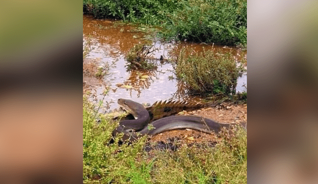 Hombre graba el momento en que una enorme serpiente devora a cocodrilo.