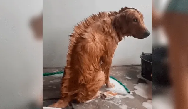 YouTube viral: chica le hace cambio de ‘look’ a su perro y este tiene insólita reacción al notarlo