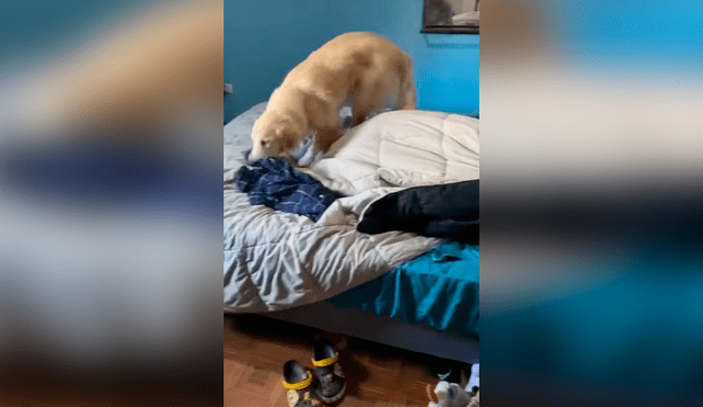 Desliza las imágenes hacia la izquierda para apreciar el singular método que aplicó un perro para despertar a su amo. Foto: Captura.