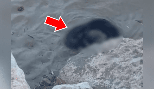 YouTube viral: misteriosas criaturas negras surgen de enormes rocas y aterran a turistas [VIDEO]