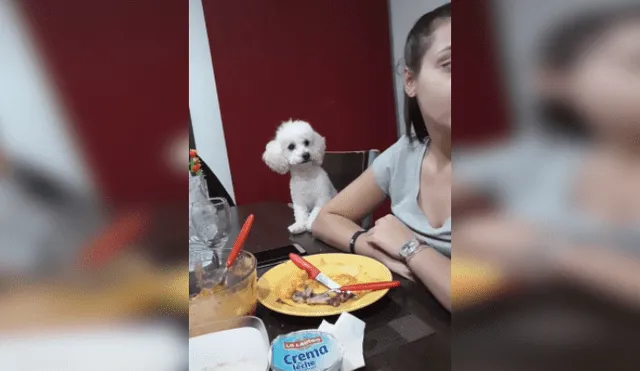 Desliza hacia la izquierda para ver más imágenes del singular comportamiento de este perrito para llamar la atención de su dueña. (Foto: captura / TikTok)