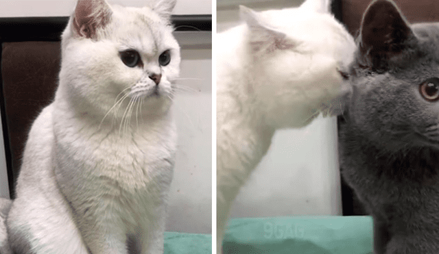 Facebook: Gato le roba un beso a su compañera y su reacciona divierte a miles [VIDEO]