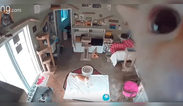 Uno de los felinos descubrió la cámara instalada en una de las locaciones y protagonizó un divertido episodio que se ha hecho viral en YouTube