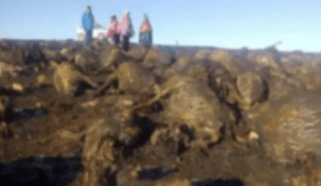 Más de 300 ovejas murieron en incendio forestal.