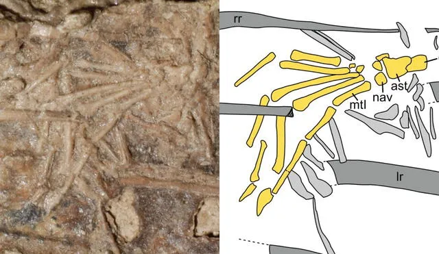 La pata fue encontrada en el fósil de un microraptor que data de hace 120 millones de años. Foto: Journal of Vertebrate Paleontology (2022)