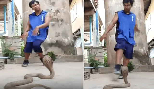 Desliza hacia la izquierda para ver el inusual baile que hizo el hombre para hipnotizar a una serpiente. Video viral de YouTube.