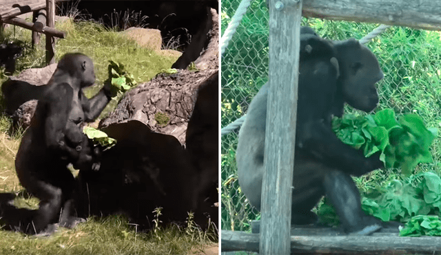 Un video viral de Facebook registró el instante en que una gorila hembra recolectó toda la lechuga de su hogar y se lo devoró sola por el exquisito sabor que le encontró al vegetal.