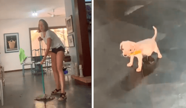 Desliza las imágenes para observar la travesura que cometió un cachorro cuando su dueña terminó de limpiar.