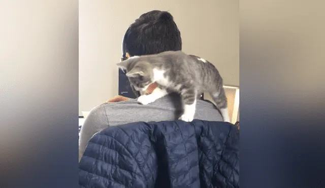 A través de YouTube se hizo viral el divertido momento en que un gato interrumpe a su dueño mientras trabaja.