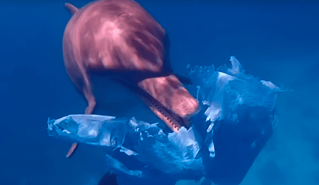 YouTube viral: delfines juegan con extraño objeto, sin imaginar el gran peligro que corrían [VIDEO]