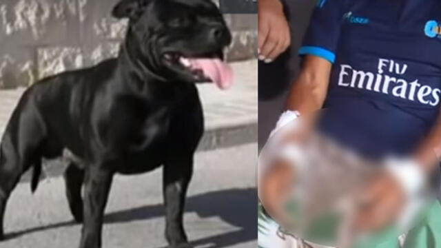 Barrios Altos: Anciano reciclador queda grave tras feroz ataque de un pitbull [VIDEO]