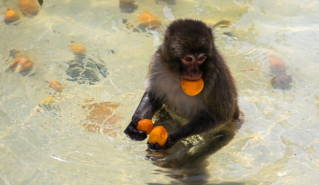 Científicos han observados que un grupo de monos en Indonesia emplean rocas para frotar sus zonas genitales y así excitarse. Foto: AFP