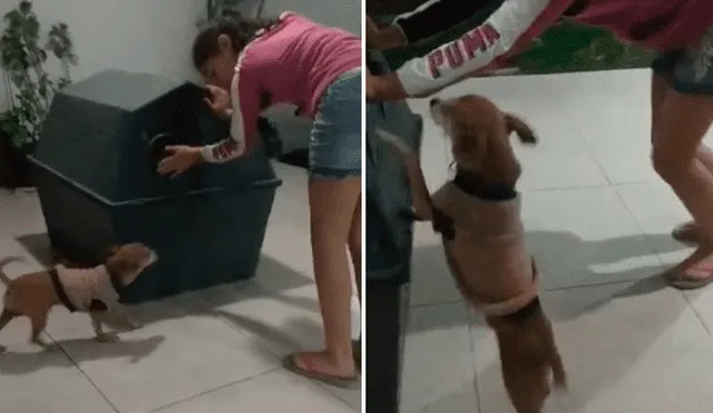 Video es viral en Facebook. La perra, de raza chihuahua, ha conmovido a cientos de internautas, tras acudir al llamado de su dueña al ver que necesitaba ayuda