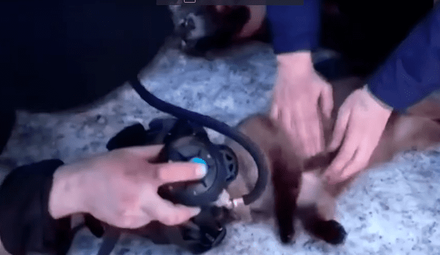 YouTube viral: gatos quedan asfixiados tras incendio y 'ángeles' los traen a la vida [VIDEO]