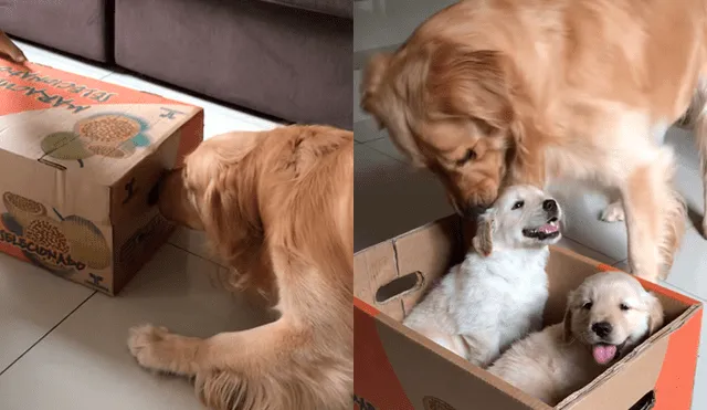 Vía Facebook: perro se pone celoso al ver a los nuevos integrantes de la familia [VIDEO]
