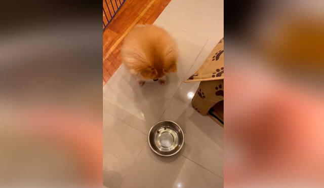 Desliza las imágenes para ver la furiosa e inesperada reacción que tuvo este diminuto perro al no recibir la comida que deseaba.  Foto: Captura de TikTok/ Janeiza
