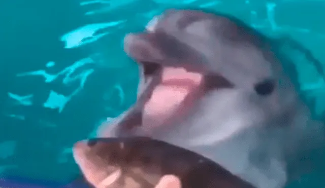 Le ofrecen comida a inteligente delfín y la insólita reacción del cetáceo sorprende a miles [VIDEO]