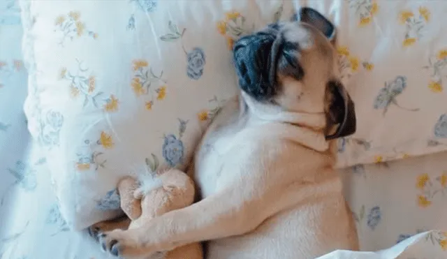 Facebook viral: perro sorprende a su dueña con impresionante truco para dormir en la cama de ella [VIDEO]