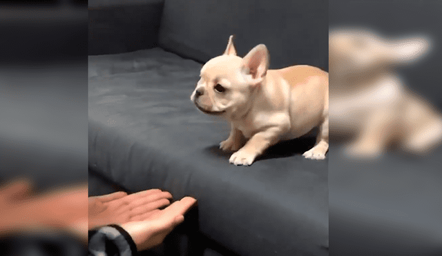 En YouTube, una chica ayudó a su adorado cachorro a que supere su fobia a las alturas con un gran salto.