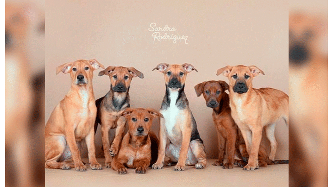 Perritos en adopción: Cachorros buscan un hogar. Foto: Instagram / Sandra Rodríguez