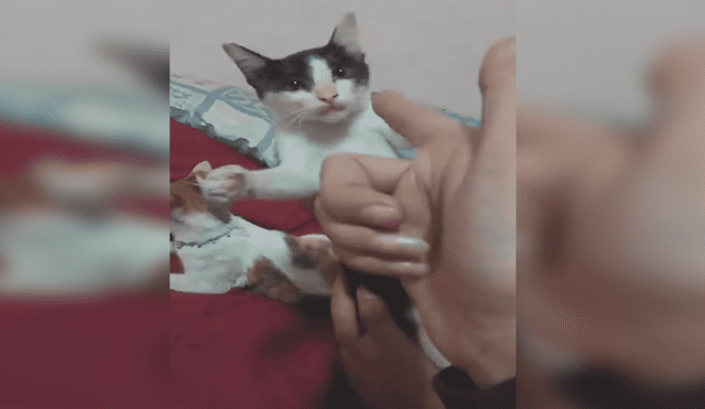 Facebook viral: gato simula estar muerto cuando su dueña le dispara con un arma imaginaria [VIDEO]