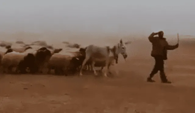 Facebook: pastor enseña a marchar a sus animales y el resultado arrasa en Internet [VIDEO]