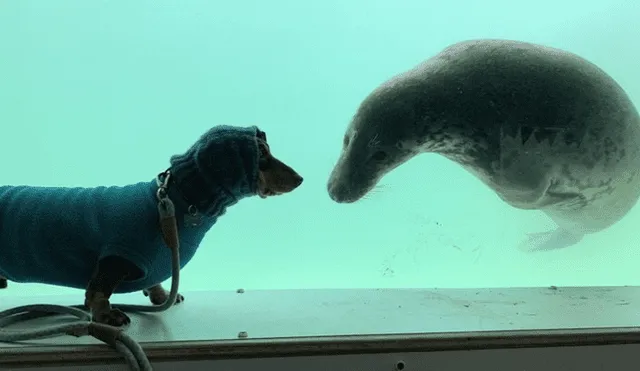 Desliza hacia la izquierda para ver las divertidas fotos del perro con la foca que se hicieron viral en Facebook.