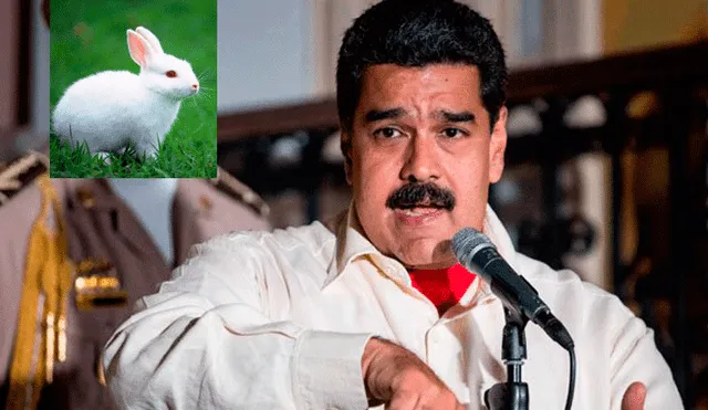 Nicolás Maduro plantea comer conejos para enfrentar el hambre en Venezuela