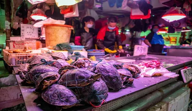 Un vendedor vende tortugas vivas este lunes en el mercado de granjeros de Xihua en la provincia china de Guangdong. Foto: EFE