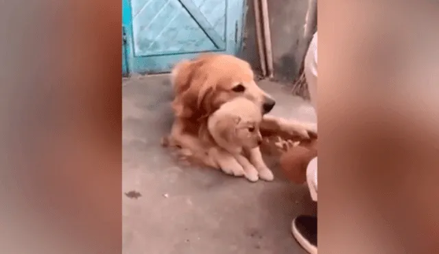 Facebook: reacción de perra cuando su dueño intenta tocar a su cachorro enternece las redes [VIDEO]