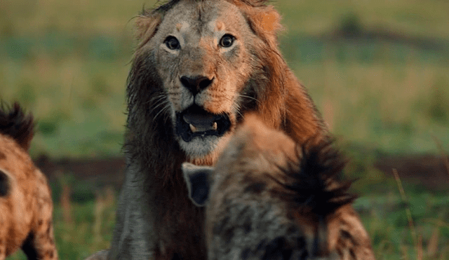 YouTube: Una hiena encontró la muerte al ingresar por error a un campo de leones [VIDEO]
