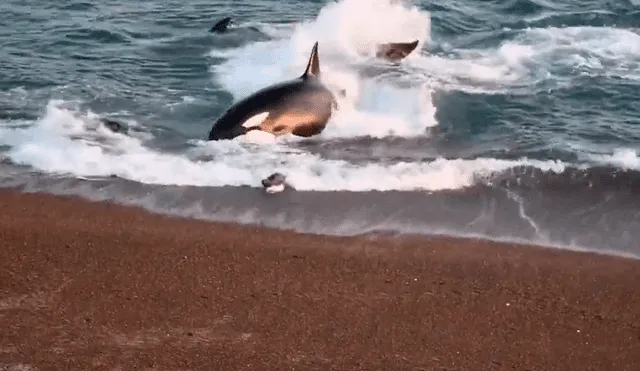 Los pequeños mamíferos lograron escapar de las fauces del delfínido. Foto: Newsflare / YouTube